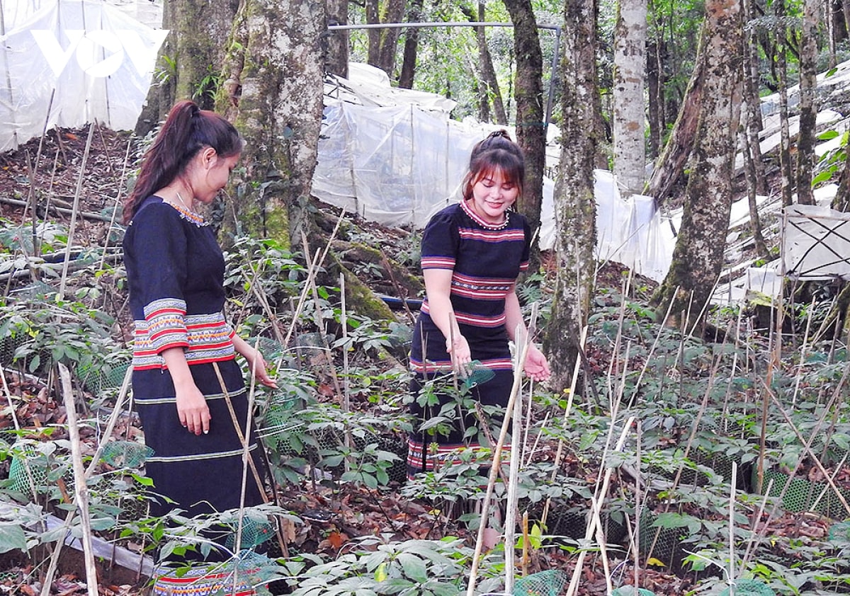 tri thức dân gian về sâm ngọc linh kon tum thành di sản văn hoá phi vật thể quốc gia hình ảnh 1 tri thuc dan gian ve sam ngoc linh kon tum thanh di san van hoa phi vat the quoc gia hinh anh 1