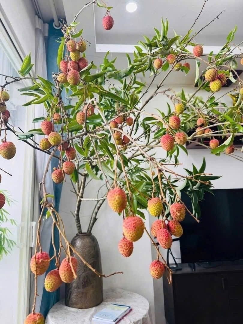 Trend cành vải cắm bình khiến những người mê cắm hoa 'phát sốt' - 5
