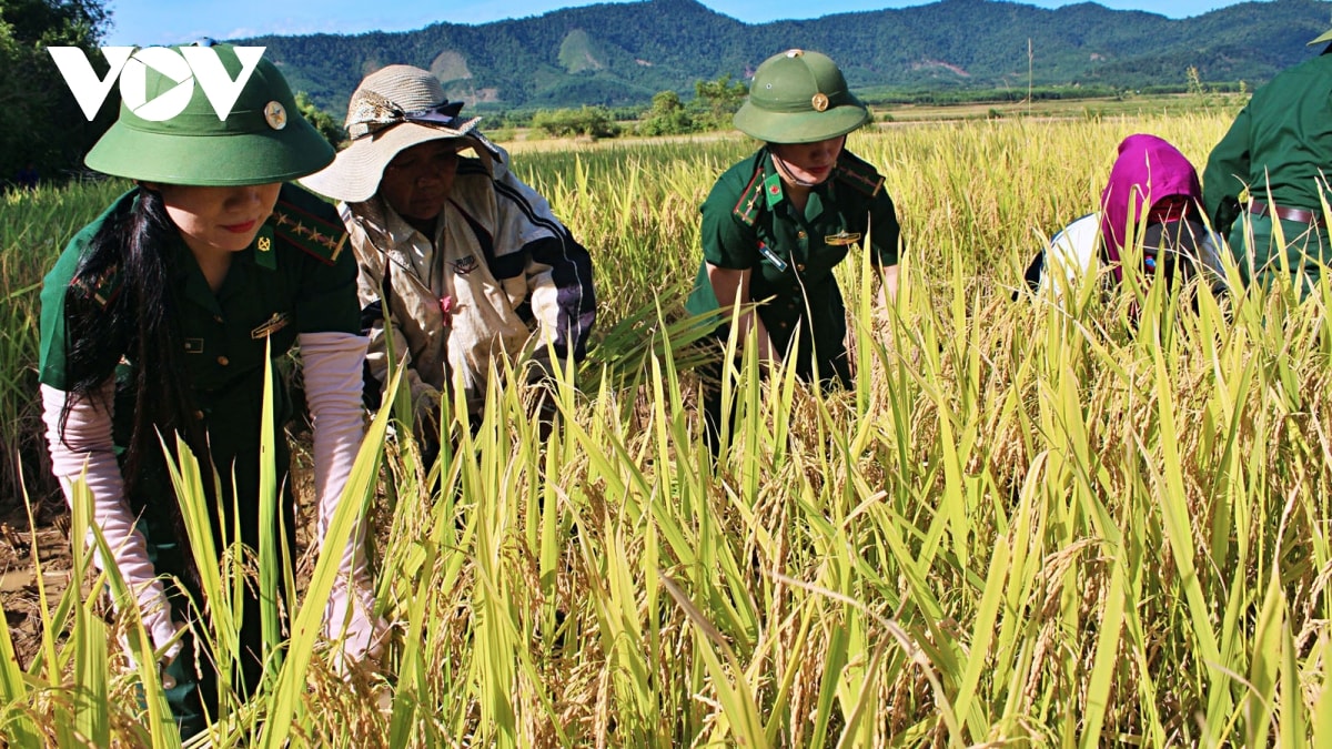 bộ đội biên phòng làm nên cuộc hồi sinh kỳ diệu ở bản rào tre hình ảnh 1 bo doi bien phong lam nen cuoc hoi sinh ky dieu o ban rao tre hinh anh 1