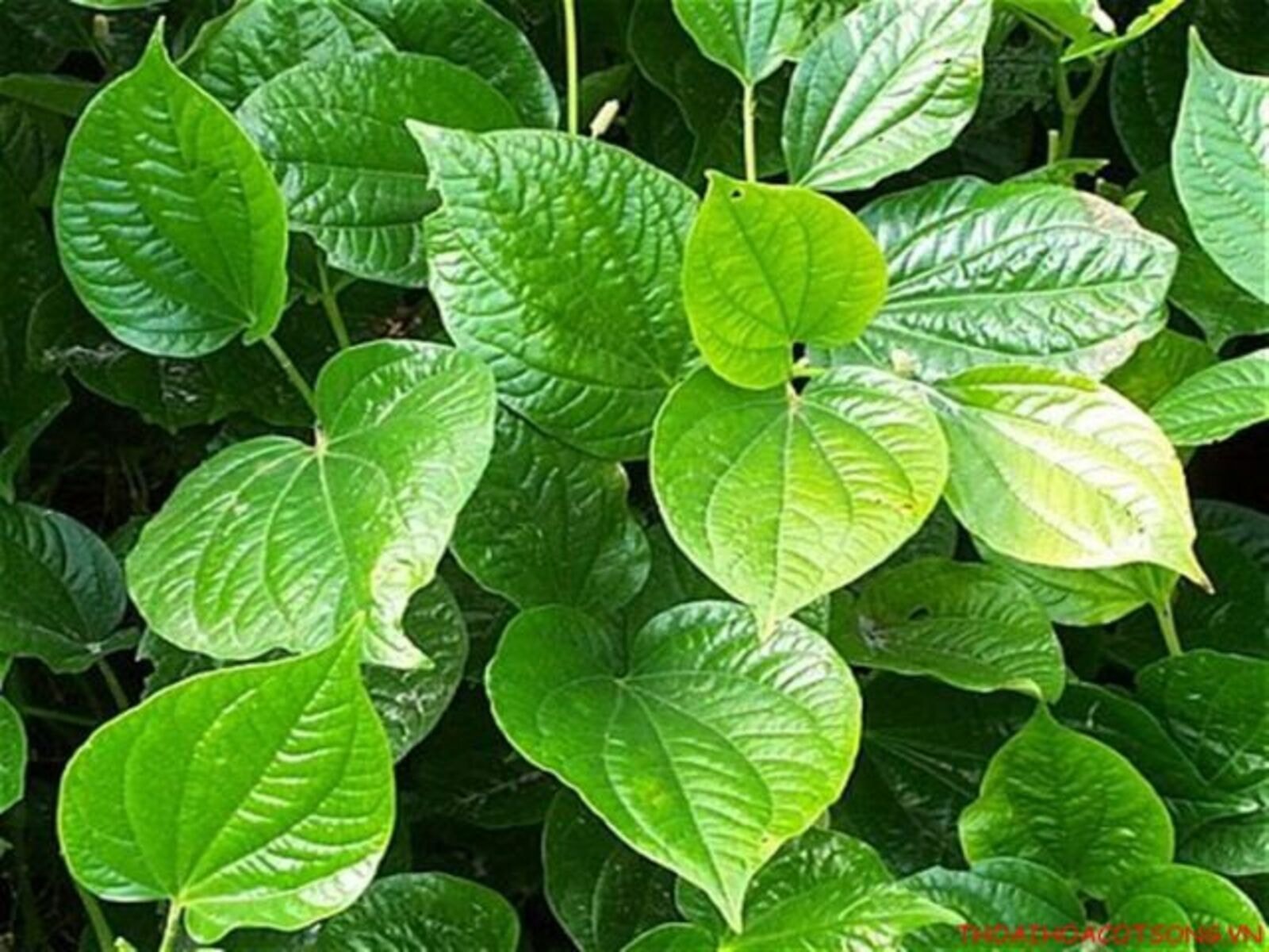 Ăn lá lốt thường xuyên mang lại lợi ích gì cho sức khỏe? (Ảnh minh họa)