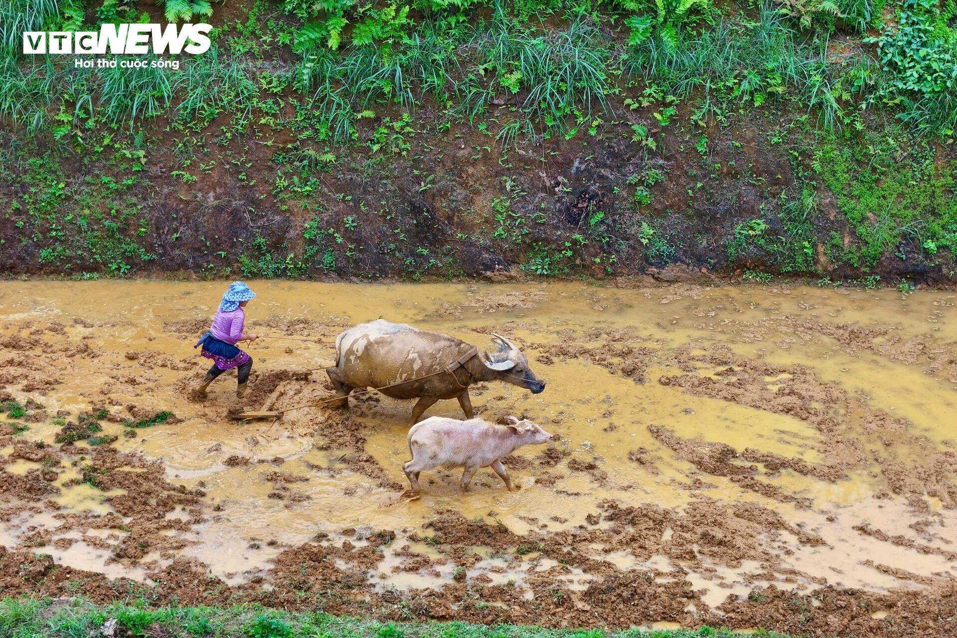 Ngỡ ngàng trước vẻ đẹp mùa nước đổ trên ruộng bậc thang ở Lào Cai - 8