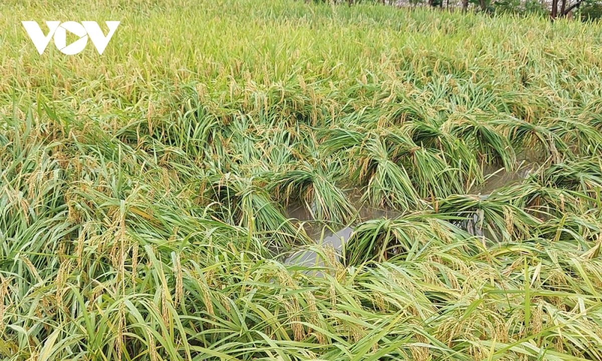 lũ sông ở bắc giang dâng cao, hàng trăm ha hoa màu bị ảnh hưởng hình ảnh 4 lu song o bac giang dang cao, hang tram ha hoa mau bi anh huong hinh anh 4