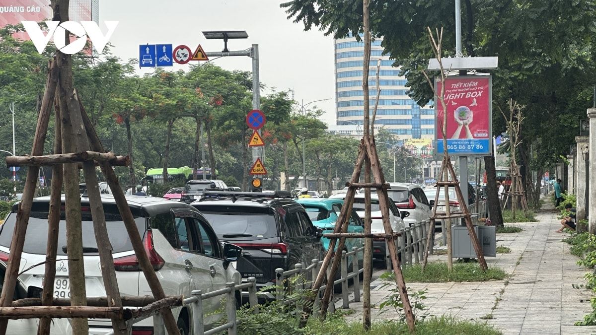 trong cay xanh sau bao, vi sao cho co cho khong hinh anh 2