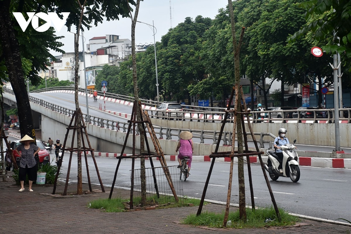 trong cay xanh sau bao, vi sao cho co cho khong hinh anh 4
