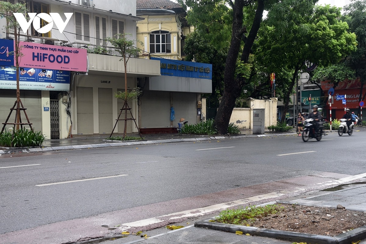 trong cay xanh sau bao, vi sao cho co cho khong hinh anh 12