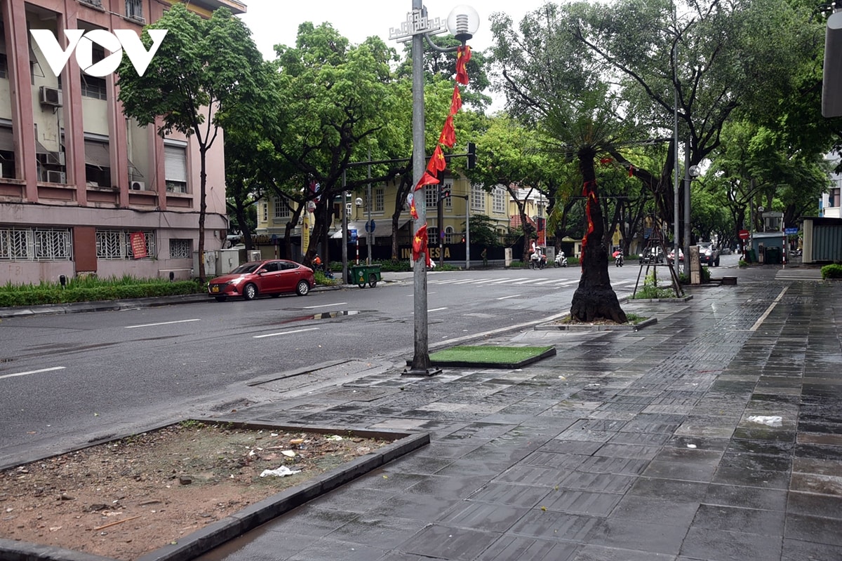 trong cay xanh sau bao, vi sao cho co cho khong hinh anh 11