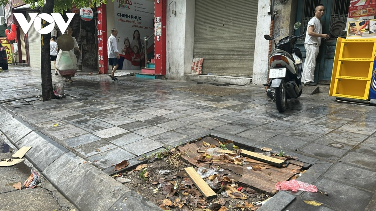 trong cay xanh sau bao, vi sao cho co cho khong hinh anh 10