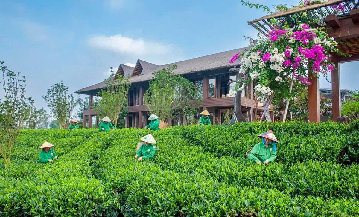 sau sáp nhập, thái nguyên phát triển tour vùng trà - chiến khu - hồ trên núi hình ảnh 1 sau sap nhap, thai nguyen phat trien tour vung tra - chien khu - ho tren nui hinh anh 1