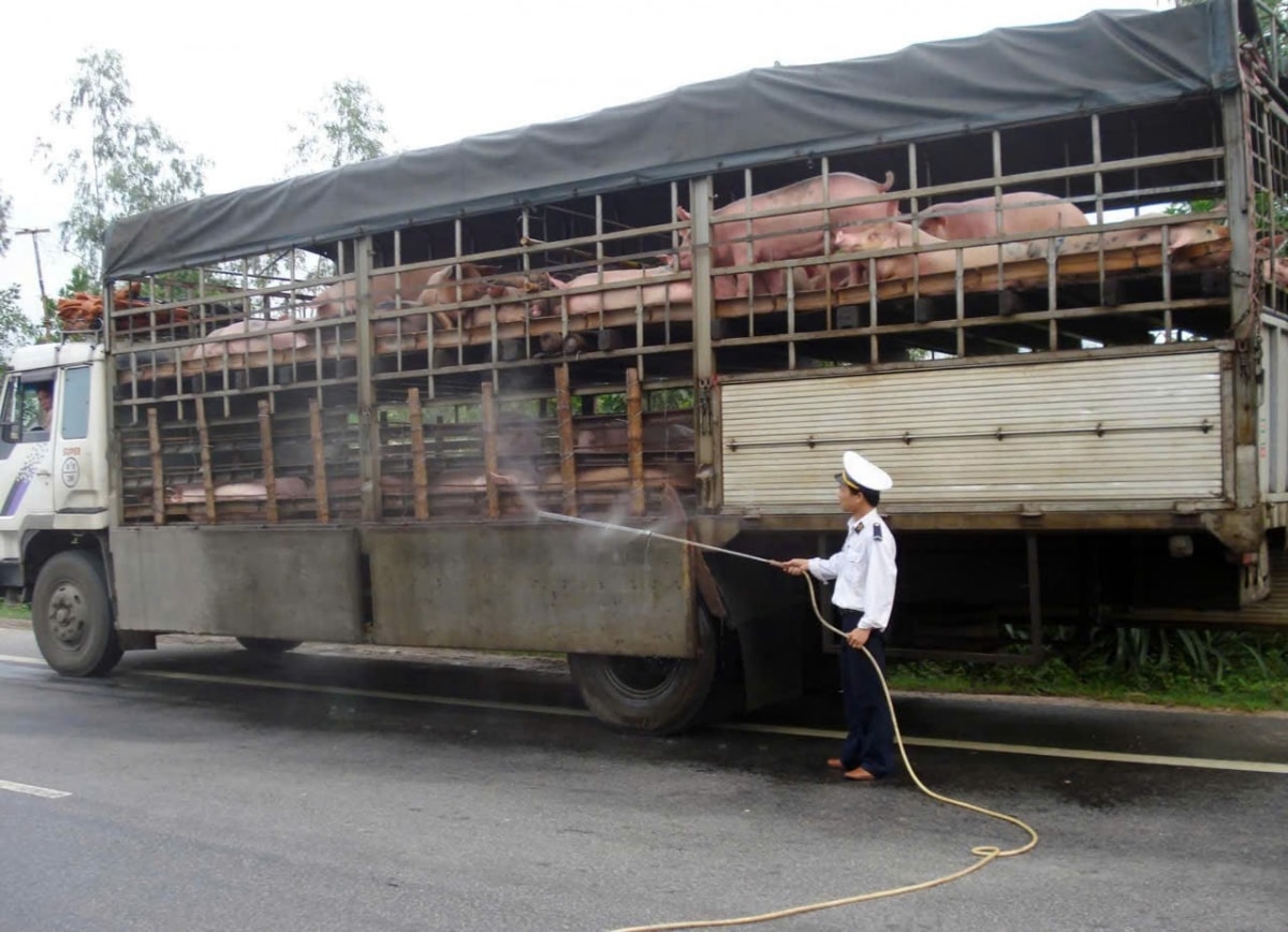 huế khẩn cấp chống dịch liên cầu khuẩn lợn hình ảnh 3 hue khan cap chong dich lien cau khuan lon hinh anh 3