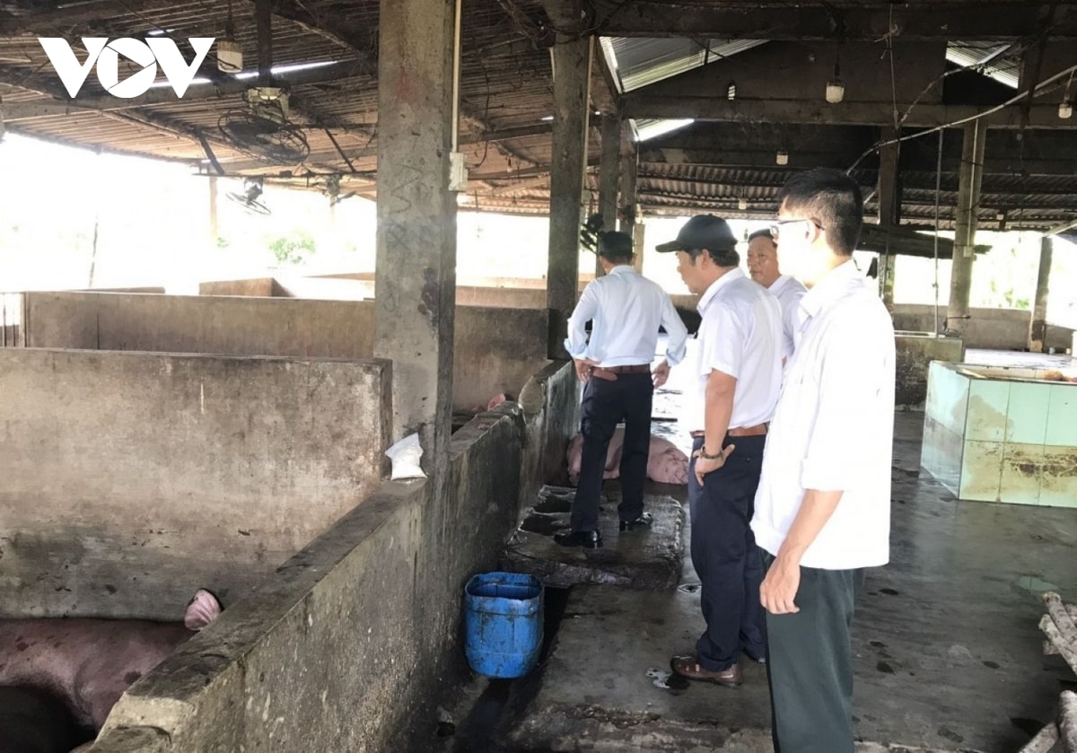 huế khẩn cấp chống dịch liên cầu khuẩn lợn hình ảnh 5 hue khan cap chong dich lien cau khuan lon hinh anh 5