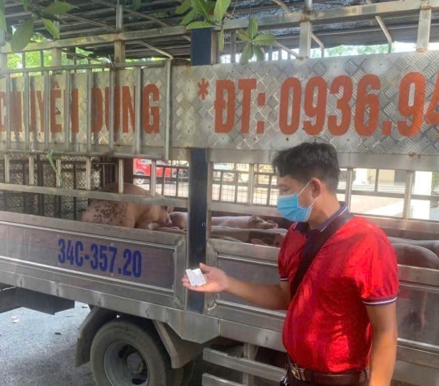 phú thọ ghi nhận 11 xã có dịch tả lợn châu phi, đã tiêu hủy hơn 34 tấn lợn bệnh hình ảnh 1 phu tho ghi nhan 11 xa co dich ta lon chau phi, da tieu huy hon 34 tan lon benh hinh anh 1