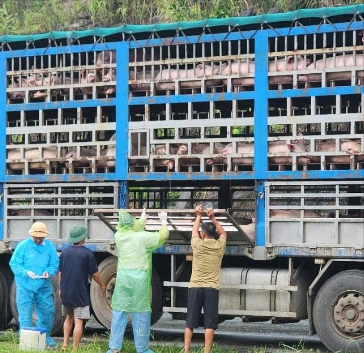 phú thọ ghi nhận 11 xã có dịch tả lợn châu phi, đã tiêu hủy hơn 34 tấn lợn bệnh hình ảnh 2 phu tho ghi nhan 11 xa co dich ta lon chau phi, da tieu huy hon 34 tan lon benh hinh anh 2