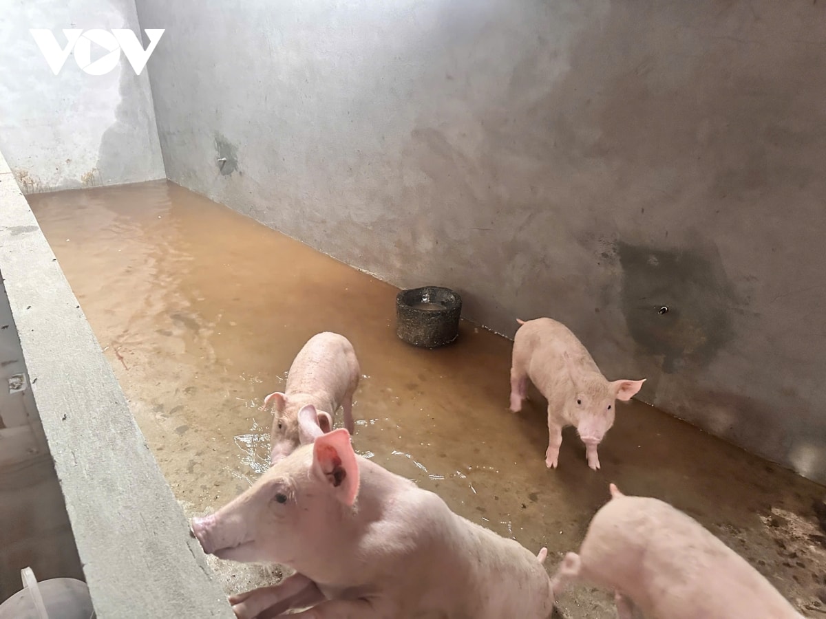 trực tiếp bão số 3 đổ bộ vào đất liền, thanh hóa mưa lớn, nhiều đường phố ngập sâu hình ảnh 24 truc tiep bao so 3 do bo vao dat lien, thanh hoa mua lon, nhieu duong pho ngap sau hinh anh 24