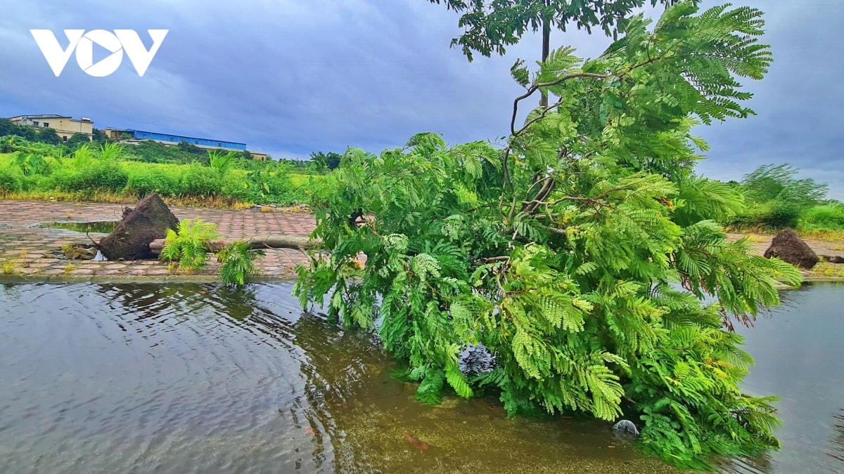 trực tiếp bão số 3 đổ bộ vào đất liền, thanh hóa mưa lớn, nhiều đường phố ngập sâu hình ảnh 74 truc tiep bao so 3 do bo vao dat lien, thanh hoa mua lon, nhieu duong pho ngap sau hinh anh 74