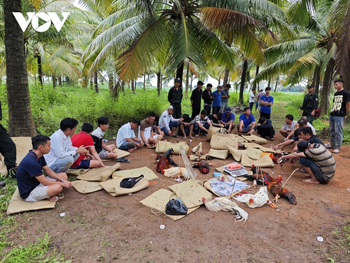 công an cần thơ triệt phá trường gà sát phạt tiền tỷ hình ảnh 2 cong an can tho triet pha truong ga sat phat tien ty hinh anh 2