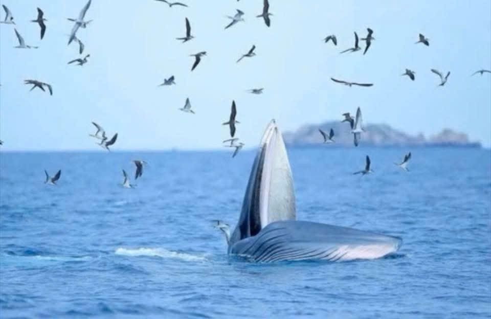 Cá voi săn mồi trên vịnh Nha Trang, sáng 28/7. (Ảnh: Ban Quản lý vịnh Nha Trang)