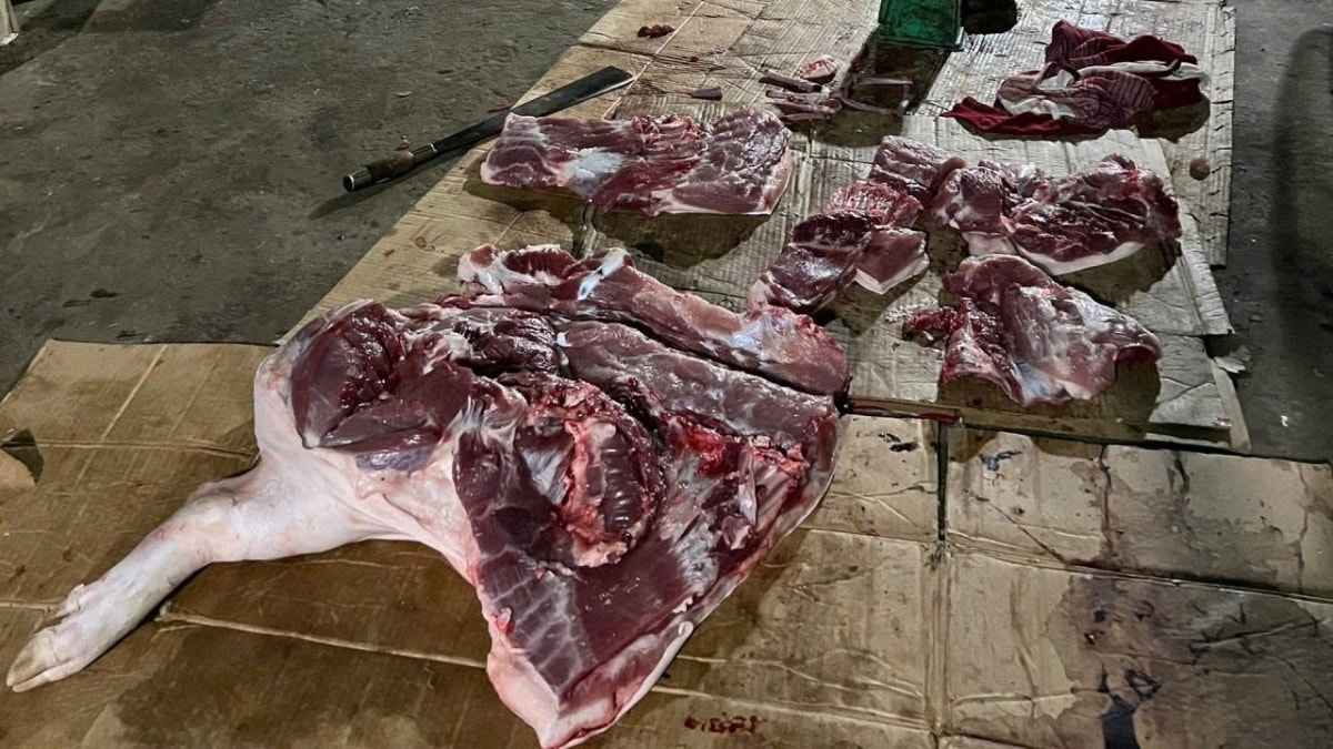 phát hiện hơn 1,6 tấn thịt mắc dịch tả lợn châu phi chuẩn bị bán ra thị trường hình ảnh 2 phat hien hon 1,6 tan thit mac dich ta lon chau phi chuan bi ban ra thi truong hinh anh 2