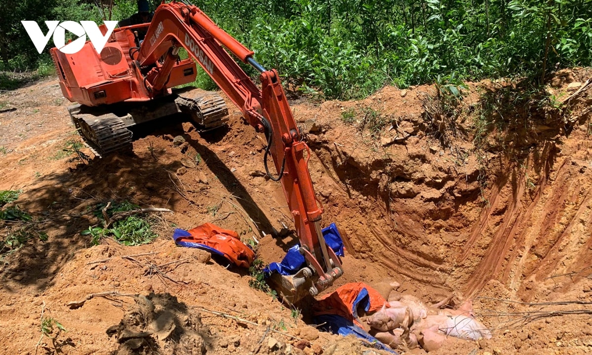 Đà nẵng kiểm soát chặt, khống chế dịch tả lợn châu phi hình ảnh 3 Da nang kiem soat chat, khong che dich ta lon chau phi hinh anh 3