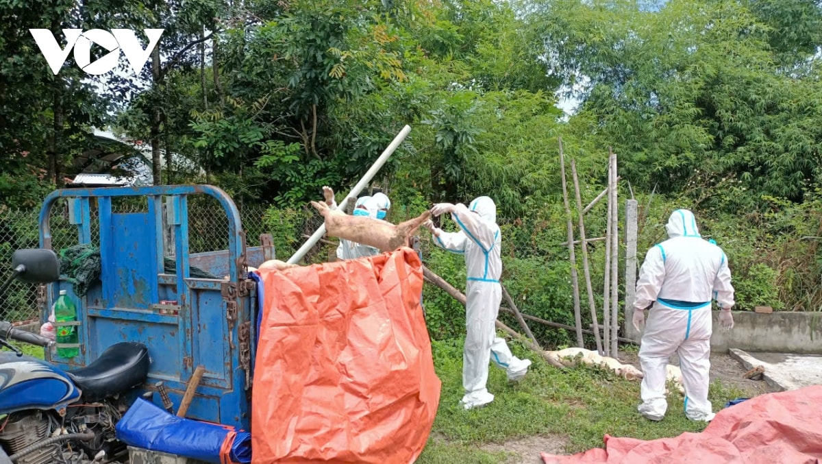 Đà nẵng kiểm soát chặt, khống chế dịch tả lợn châu phi hình ảnh 1 Da nang kiem soat chat, khong che dich ta lon chau phi hinh anh 1