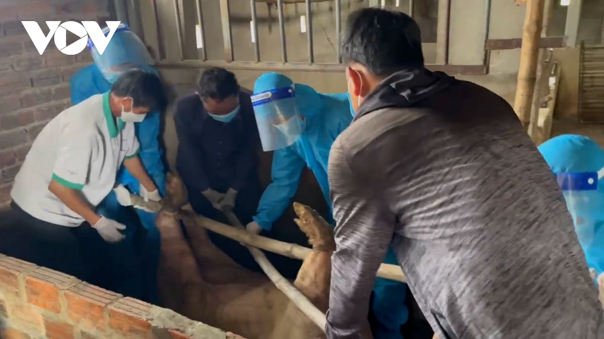 Đà nẵng kiểm soát chặt, khống chế dịch tả lợn châu phi hình ảnh 2 Da nang kiem soat chat, khong che dich ta lon chau phi hinh anh 2