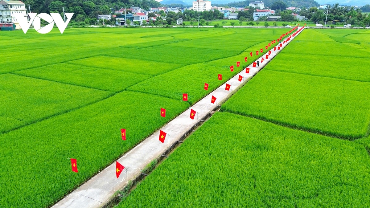 ruc ro con duong co to quoc giua canh dong muong thanh chao mung quoc khanh 2 9 hinh anh 1