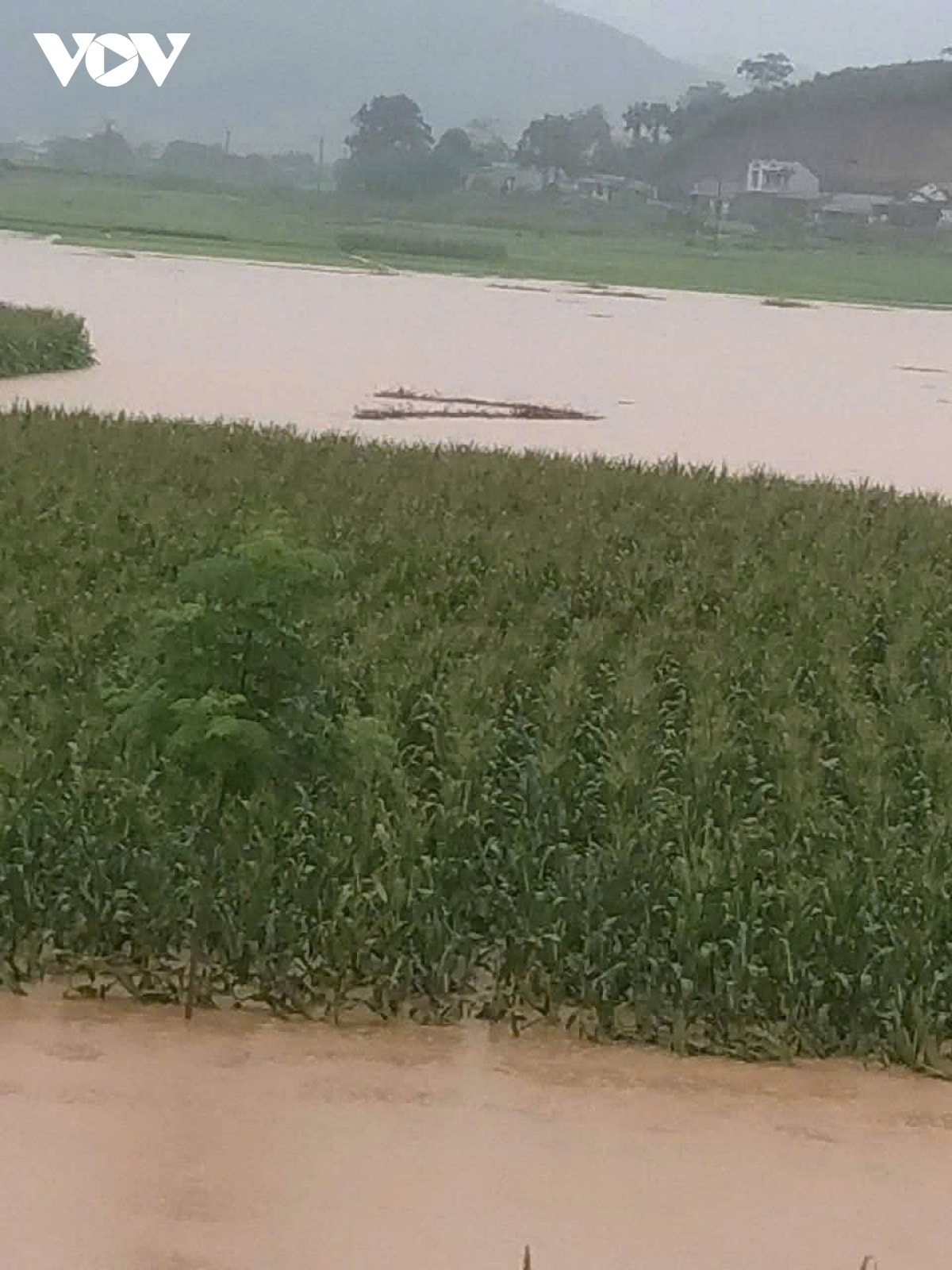 canh bao lu tren song ngoi thia va song thao tai dia ban lao cai hinh anh 3