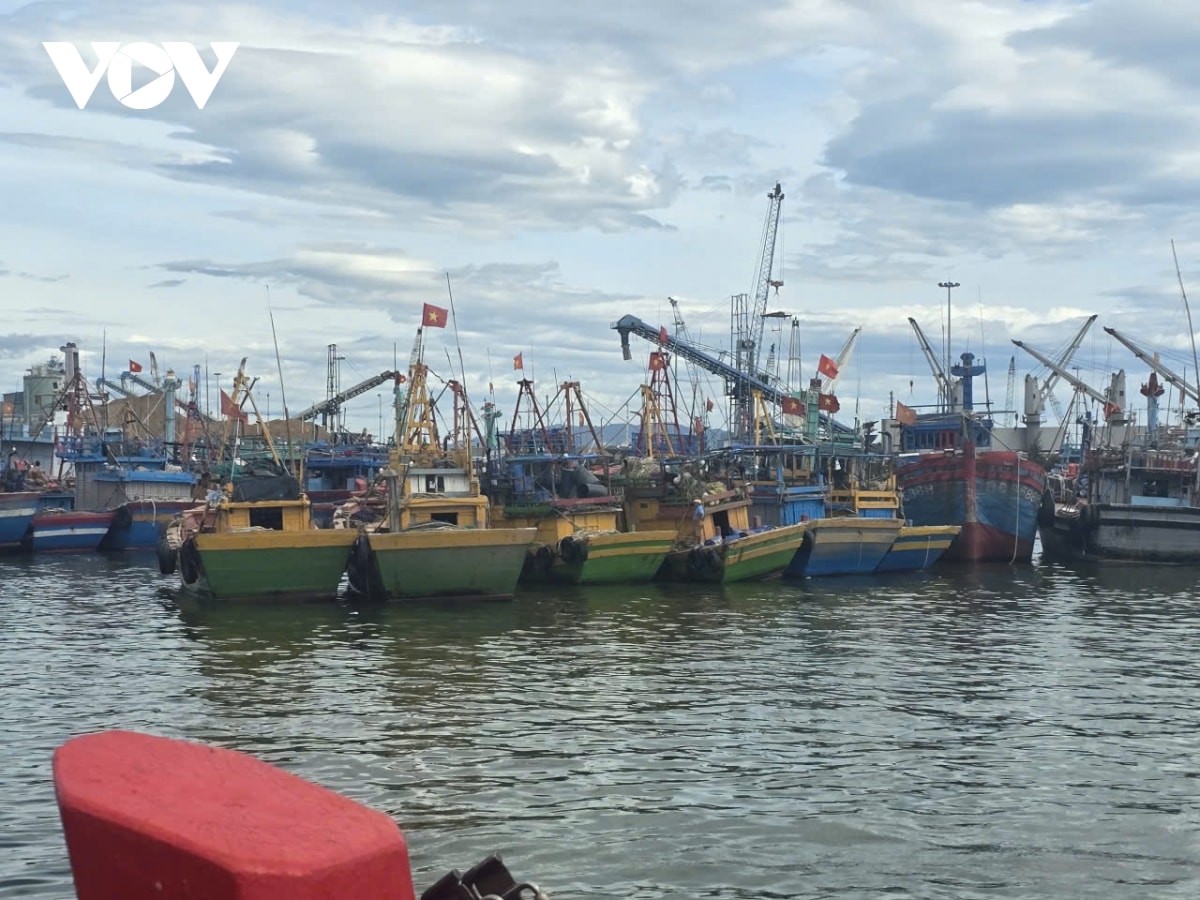 gia lai khan truong keu goi 141 tau ca di chuyen khoi vung nguy hiem bao bualoi hinh anh 1
