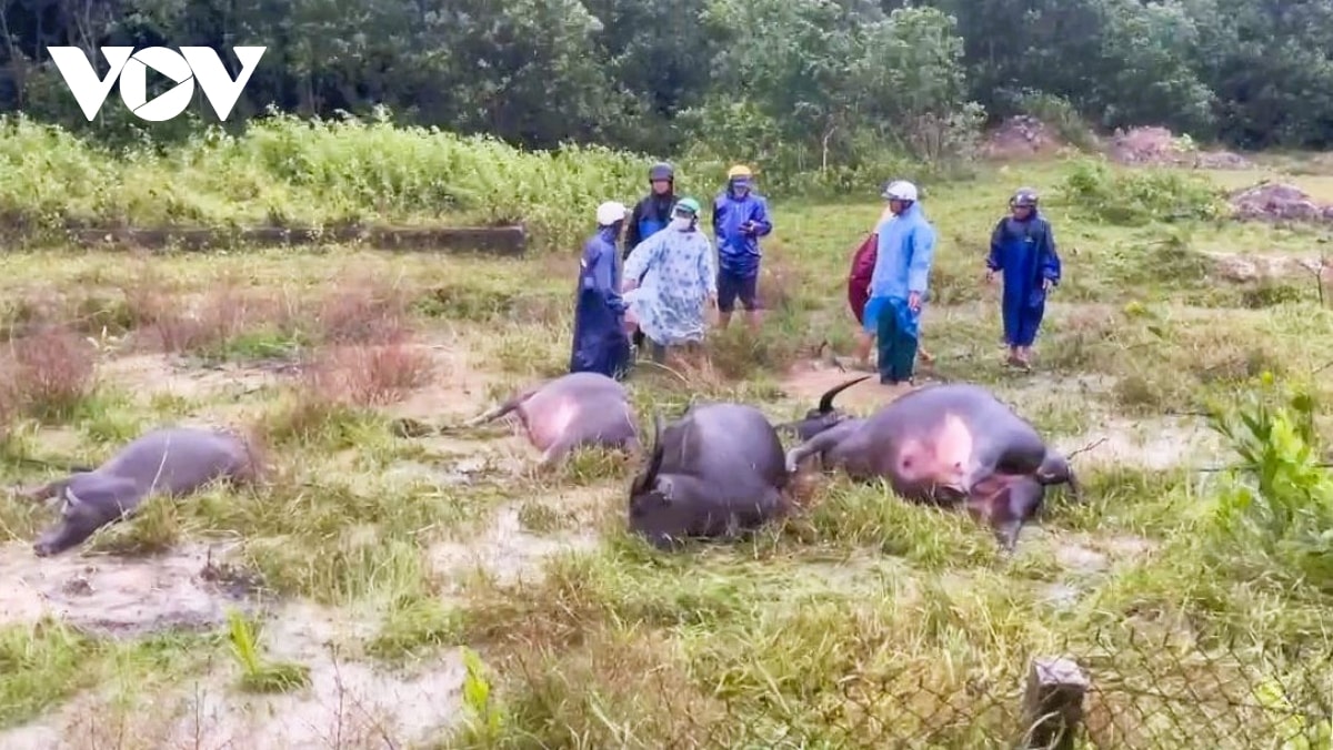 quang tri mot nguoi tu vong, 4 con trau chet do bi dien giat hinh anh 1