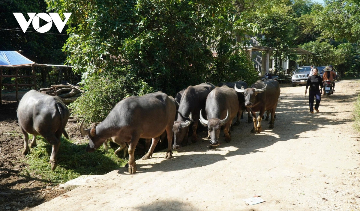 quang ngai phan bo hon 12.900 lieu vaccine lo mom long mong cho cac dia phuong hinh anh 1