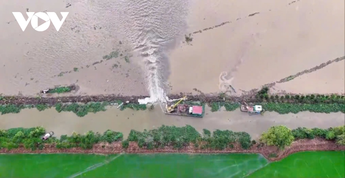 vo de o Dong thap, hang tram ha lua chim trong bien nuoc hinh anh 3