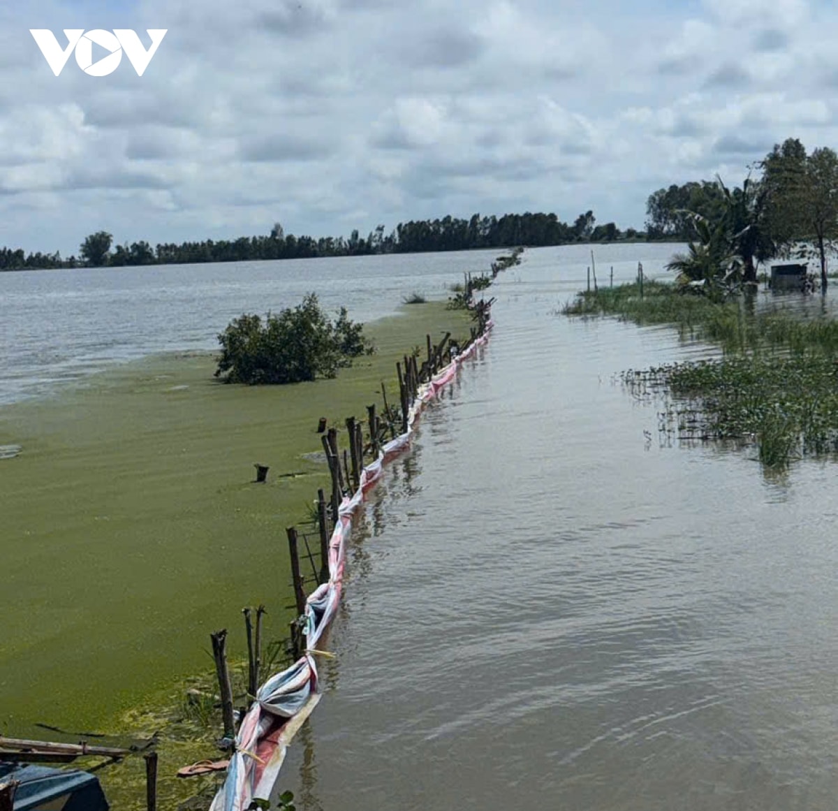 vo de o Dong thap, hang tram ha lua chim trong bien nuoc hinh anh 2