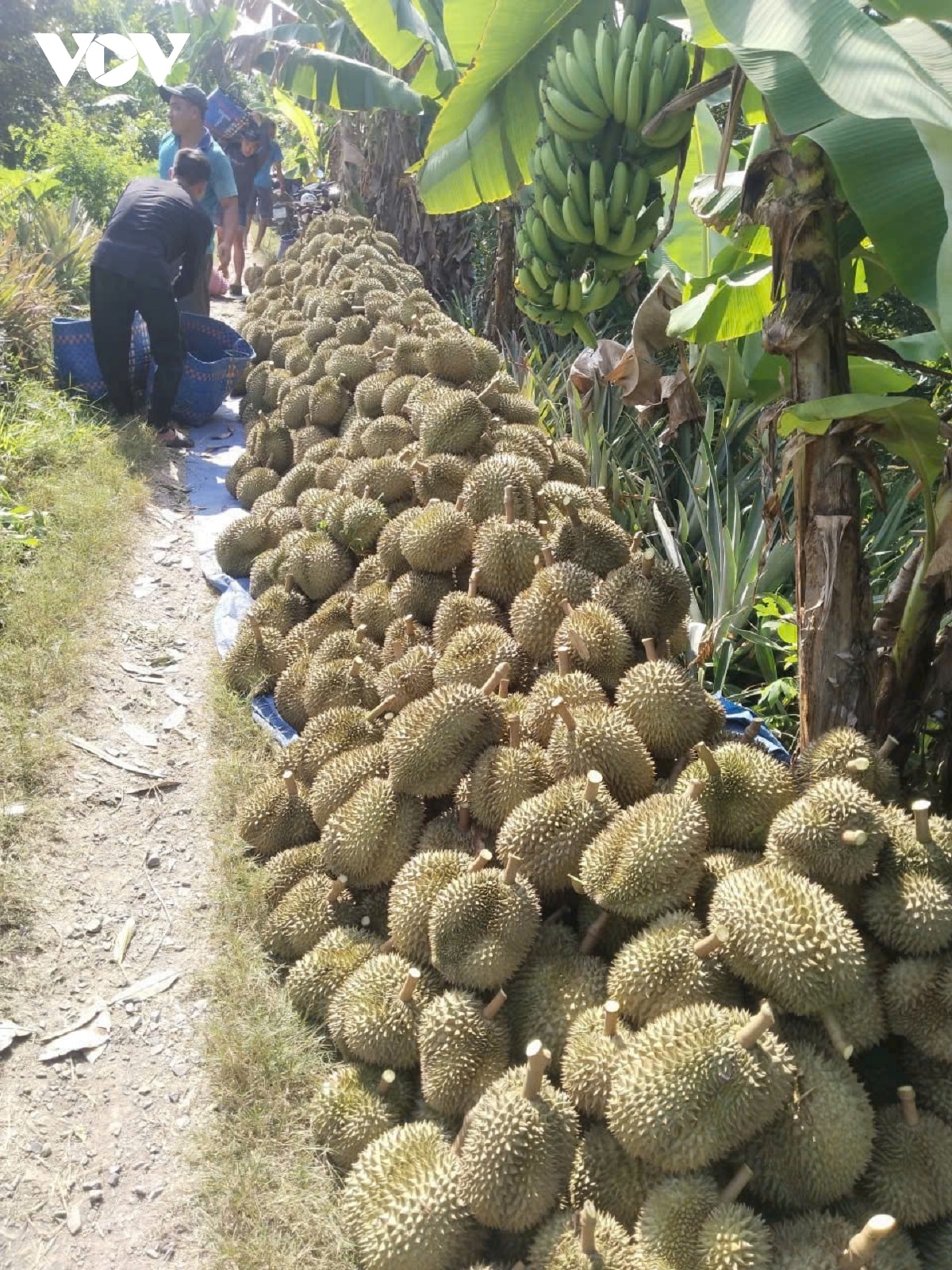 bat chap mua lu, trai sau rieng dau vu o Dong thap van giu gia cao hinh anh 1