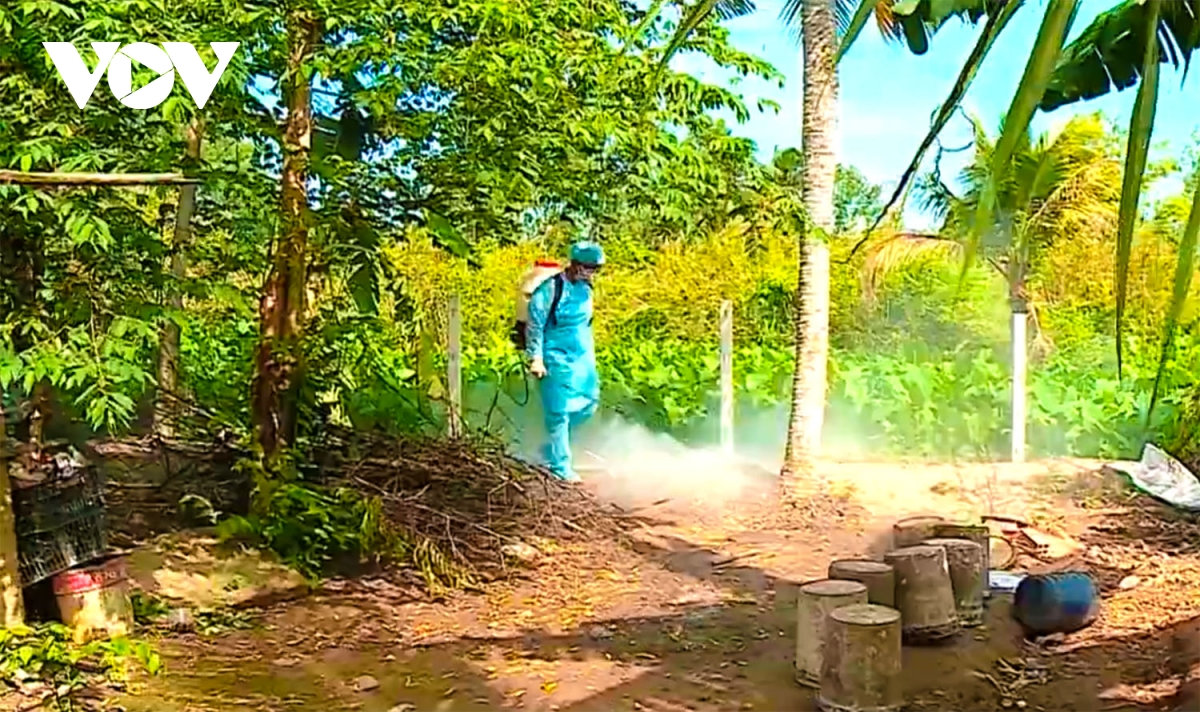 dich ta heo chau phi tiep tuc bung phat o vinh long, 16 o dich trong nam hinh anh 1