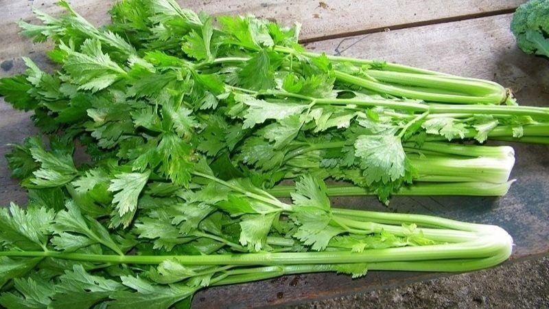 khám phá công dụng bất ngờ của rau cần tây hình ảnh 1 kham pha cong dung bat ngo cua rau can tay hinh anh 1