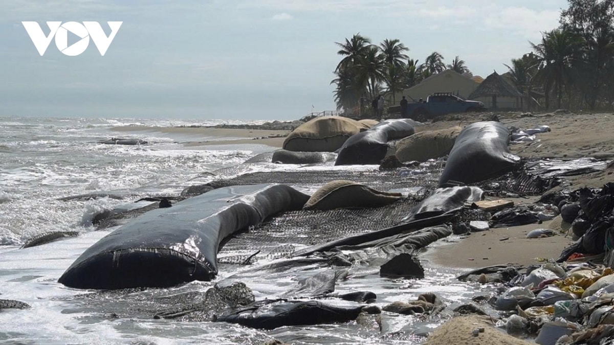 bão số 13 đang tiến gần bờ biển cửa Đại, hội an bị xói lở nghiêm trọng hình ảnh 1 bao so 13 dang tien gan bo bien cua Dai, hoi an bi xoi lo nghiem trong hinh anh 1