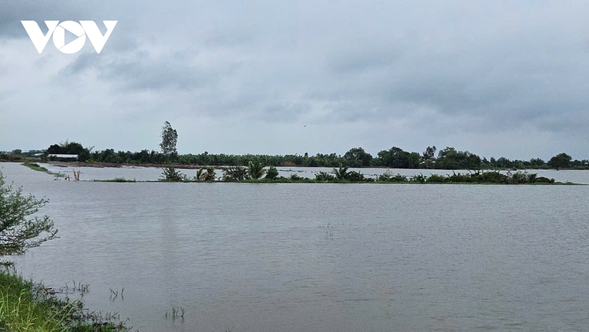 tay ninh phat tin khan cap ve lu tren cac song vam co Dong, vam co tay hinh anh 1