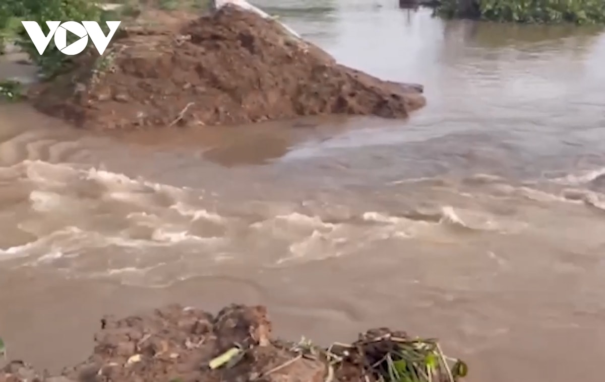 vĩnh long công bố tình huống khẩn cấp sạt lở đê bao cồn thanh long hình ảnh 2 vinh long cong bo tinh huong khan cap sat lo de bao con thanh long hinh anh 2