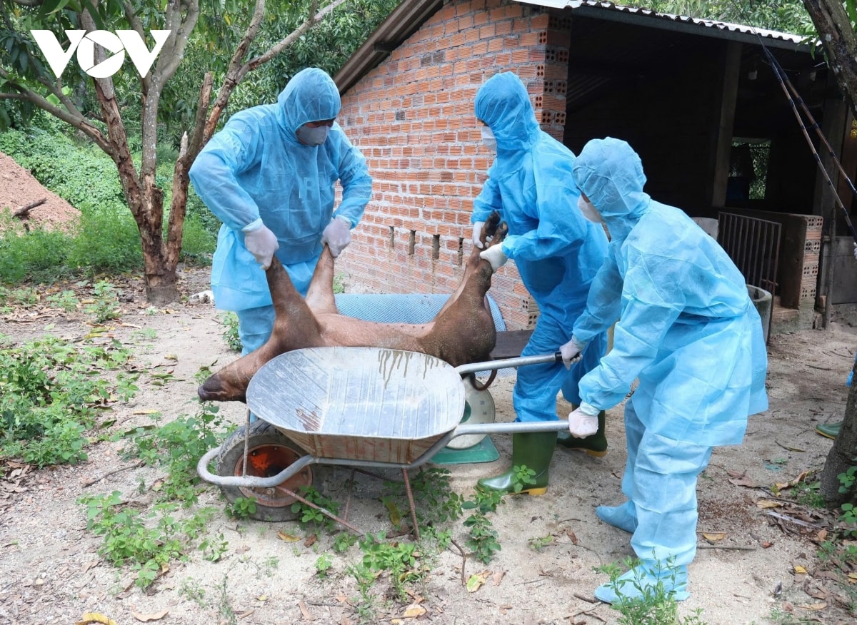 khánh hòa mở đợt cao điểm phòng, chống dịch tả lợn châu phi và cúm gia cầm hình ảnh 1 khanh hoa mo dot cao diem phong, chong dich ta lon chau phi va cum gia cam hinh anh 1