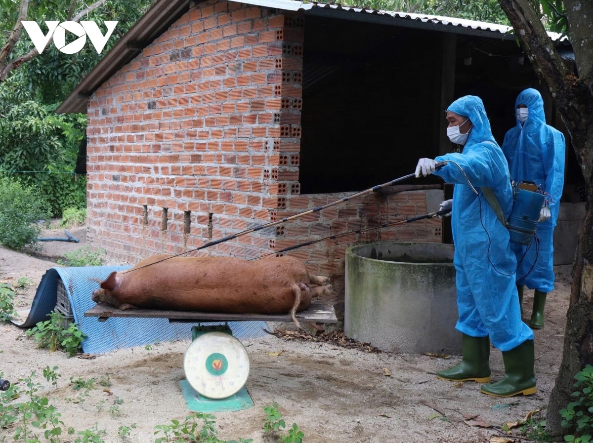 khánh hòa mở đợt cao điểm phòng, chống dịch tả lợn châu phi và cúm gia cầm hình ảnh 2 khanh hoa mo dot cao diem phong, chong dich ta lon chau phi va cum gia cam hinh anh 2