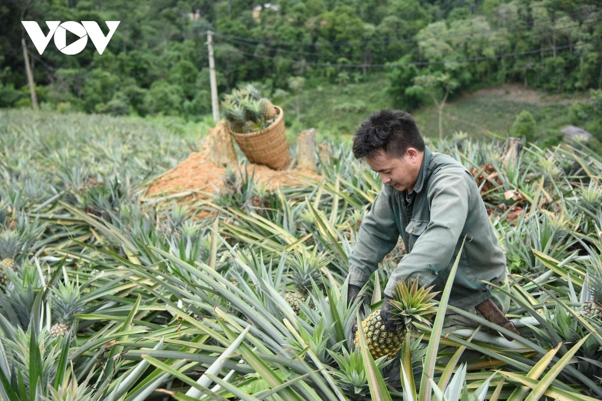 vung cao Dien bien doi thay tu chuong trinh muc tieu quoc gia hinh anh 2
