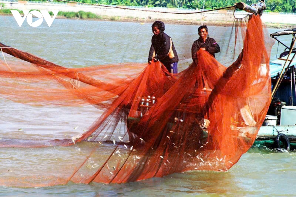 nuoc mam ca linh, huong vi dac trung mua nuoc noi o mien tay hinh anh 1