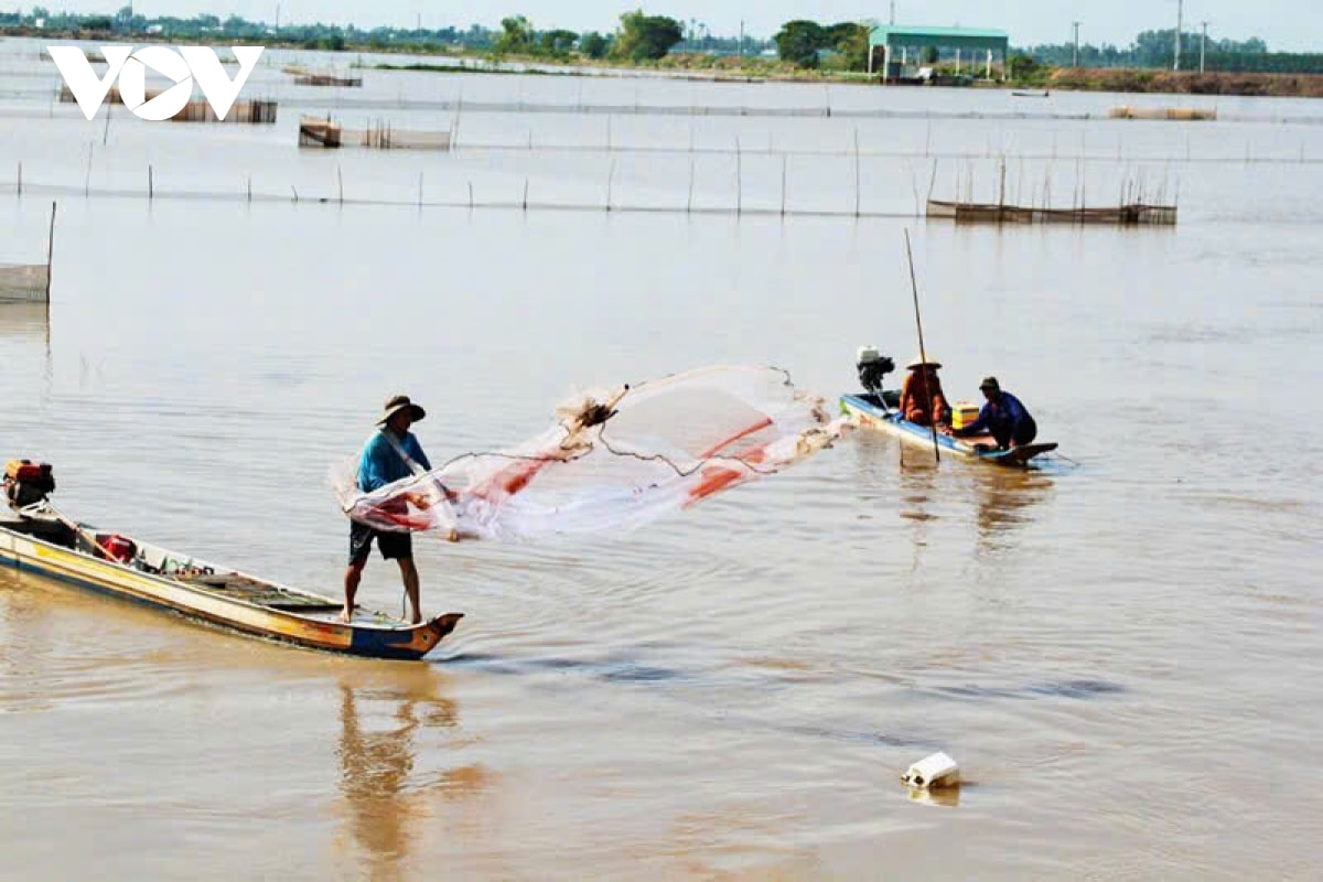 nuoc mam ca linh, huong vi dac trung mua nuoc noi o mien tay hinh anh 2
