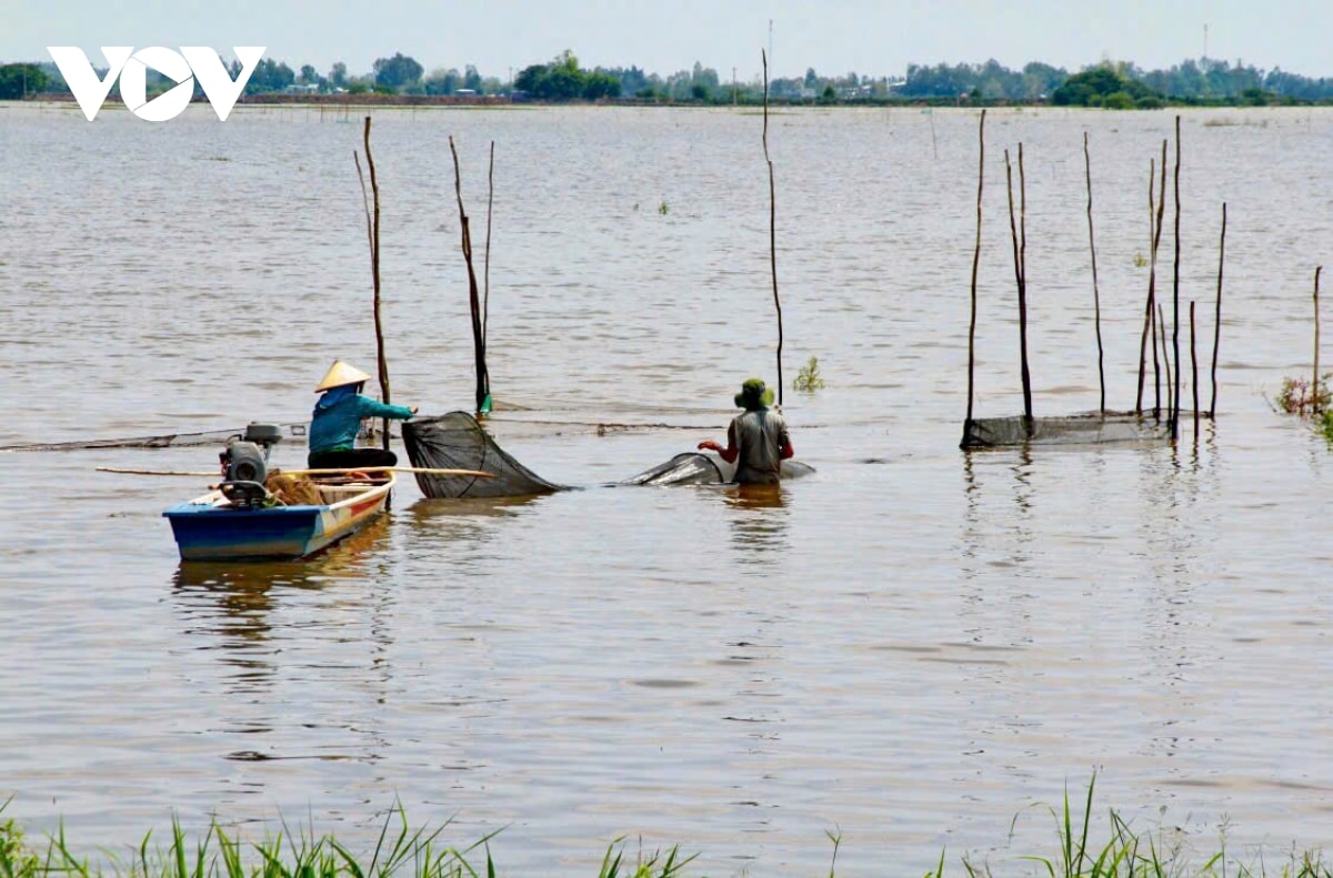 nuoc mam ca linh, huong vi dac trung mua nuoc noi o mien tay hinh anh 3