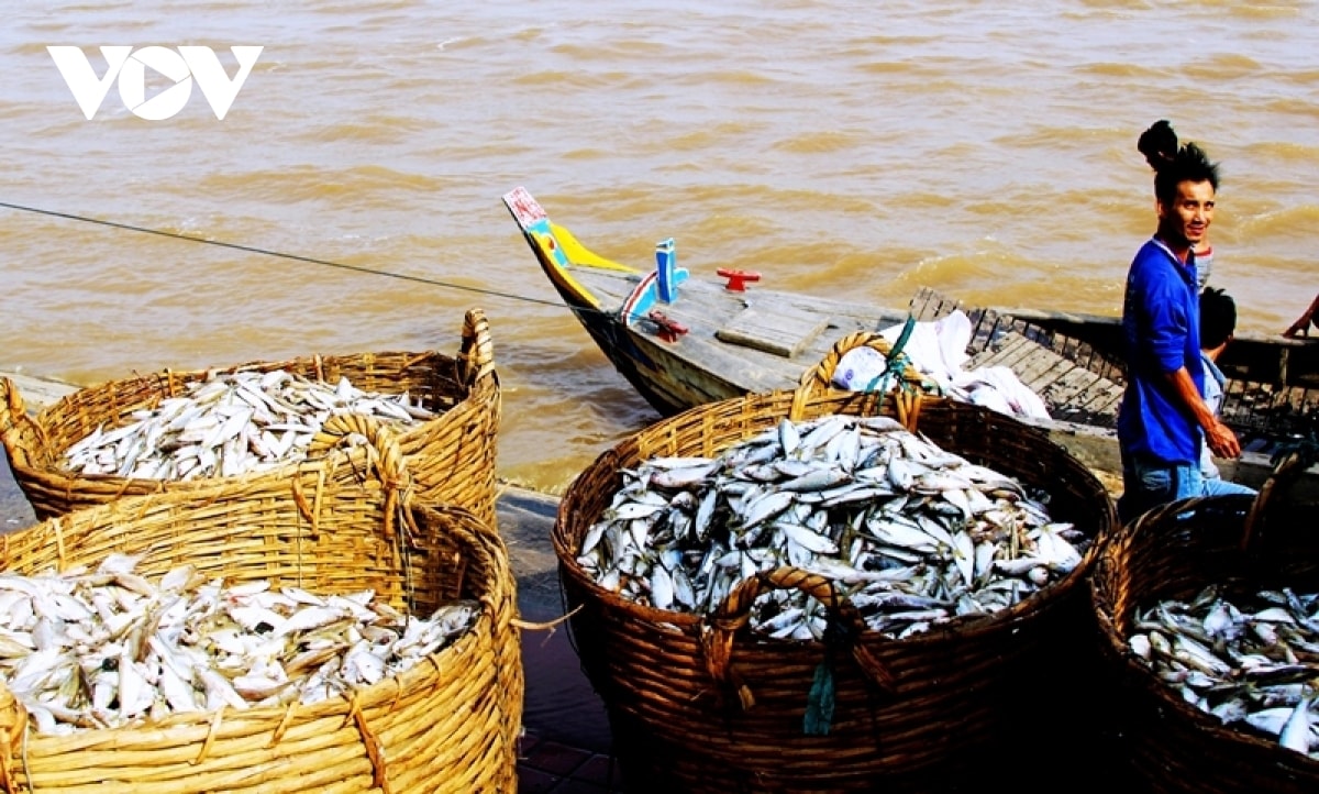 nuoc mam ca linh, huong vi dac trung mua nuoc noi o mien tay hinh anh 4