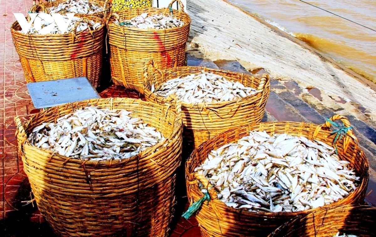 nuoc mam ca linh, huong vi dac trung mua nuoc noi o mien tay hinh anh 6