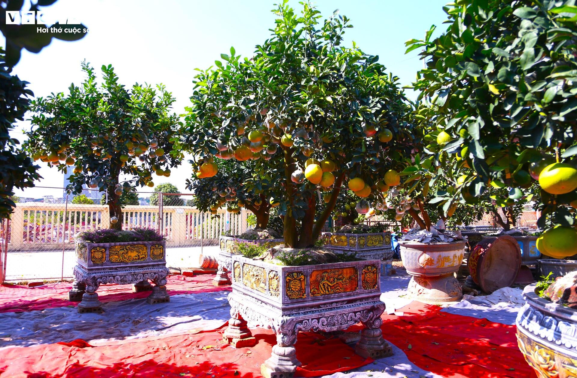 Đón Tết Bính Ngọ, khách sớm xuống tiền đặt cọc quất cảnh vì lo 'cháy hàng' - 10