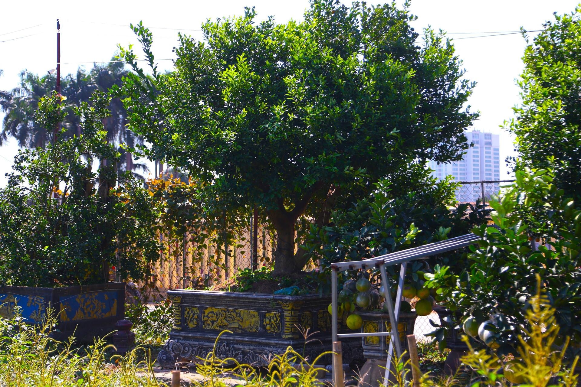 Đón Tết Bính Ngọ, khách sớm xuống tiền đặt cọc quất cảnh vì lo 'cháy hàng' - 7