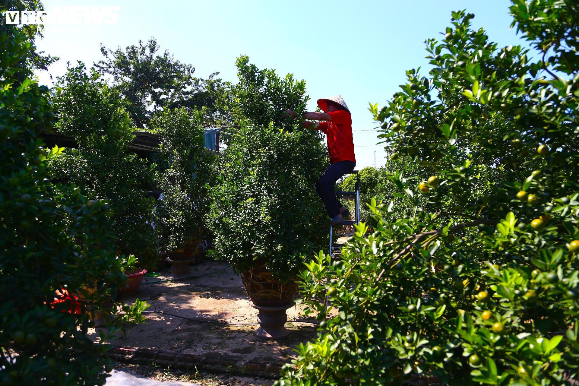 Đón Tết Bính Ngọ, khách sớm xuống tiền đặt cọc quất cảnh vì lo 'cháy hàng' - 3