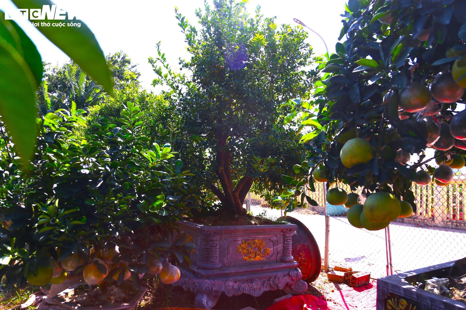 Đón Tết Bính Ngọ, khách sớm xuống tiền đặt cọc quất cảnh vì lo 'cháy hàng' - 6