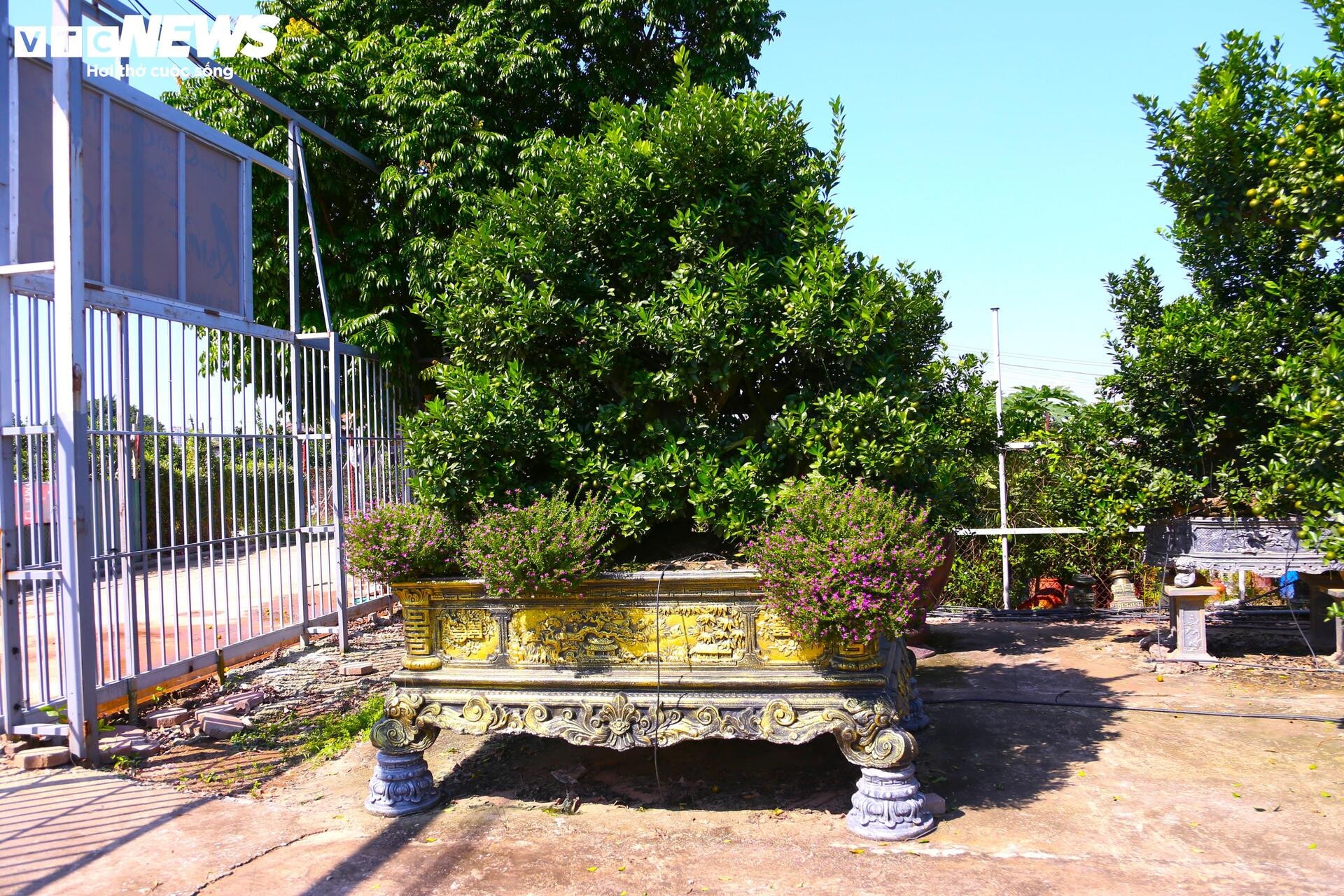 Đón Tết Bính Ngọ, khách sớm xuống tiền đặt cọc quất cảnh vì lo 'cháy hàng' - 12